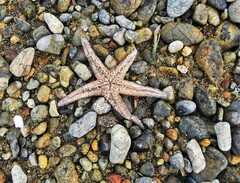 Astropecten platyacanthus