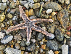 Astropecten platyacanthus
