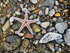Astropecten platyacanthus