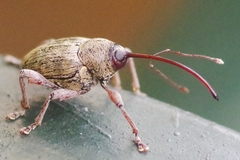 Curculio glandium