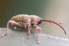 Curculio glandium