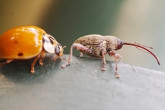 Curculio glandium
