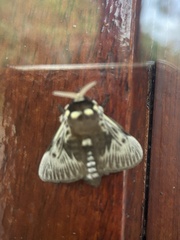 Megalopyge albicollis