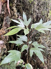 Oreopanax bogotensis