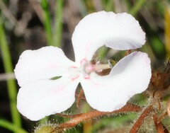 Stylidium stenosepalum