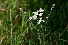 Achillea ptarmica