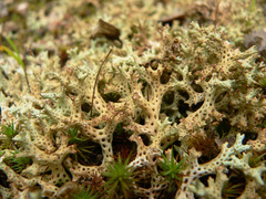 Pulchrocladia corallaizon