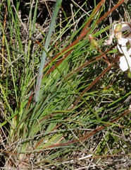Stylidium stenosepalum