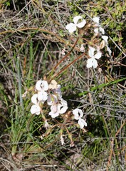 Stylidium stenosepalum
