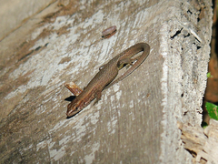 Algyroides moreoticus