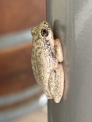 Hyperolius marmoratus