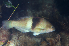 Notolabrus tetricus