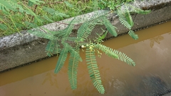 Sesbania cannabina