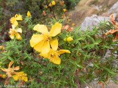Hypericum revolutum