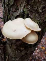 Hypsizygus