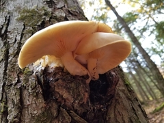 Hypsizygus