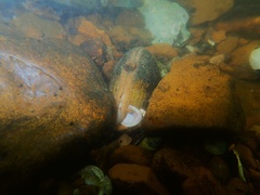 Lemiox rimosus