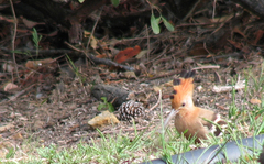 Upupa epops africana