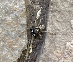 Menemerus semilimbatus