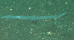 Synaptula