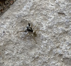 Menemerus semilimbatus