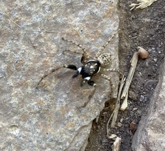 Menemerus semilimbatus