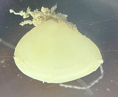 Tellinidae