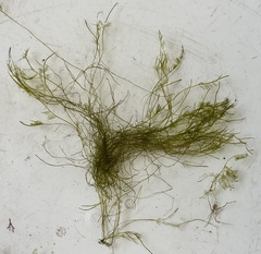Bryopsis