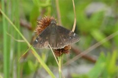 Erynnis zarucco