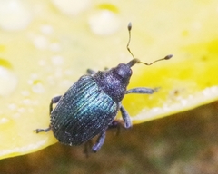 Ceutorhynchus erysimi