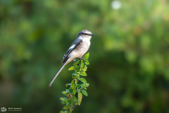 Pericrocotus erythropygius