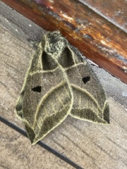 Austrolippa cruenta