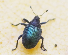 Ceutorhynchus erysimi