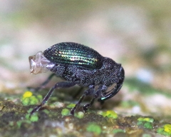 Ceutorhynchus erysimi