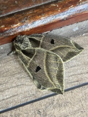 Austrolippa cruenta