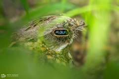 Caprimulgus asiaticus