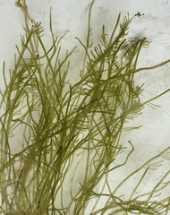 Bryopsis