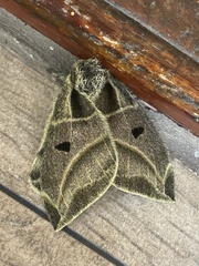 Austrolippa cruenta