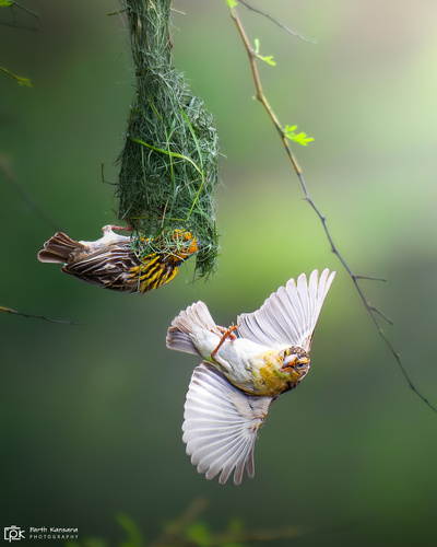 Baya Weaver (Ploceus philippinus), photo 2