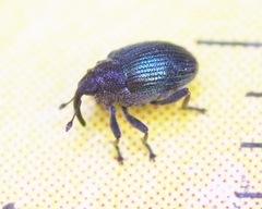 Ceutorhynchus erysimi