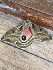 Austrolippa cruenta