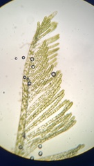 Bryopsis