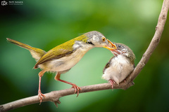 Common Tailorbird photo 6