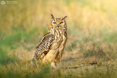 Bubo bengalensis