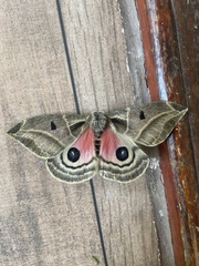 Austrolippa cruenta