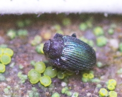 Ceutorhynchus erysimi