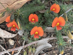 Gompholobium ecostatum