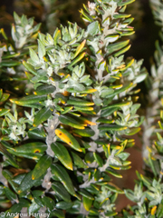 Phylica paniculata