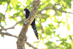 Phoeniculus purpureus