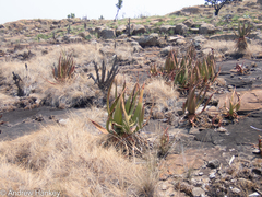 Aloe barbara-jeppeae